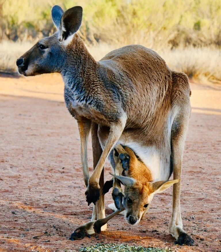 Kangaroo Rescue A Captivating Sunset Tour at The Kangaroo Sanctuary