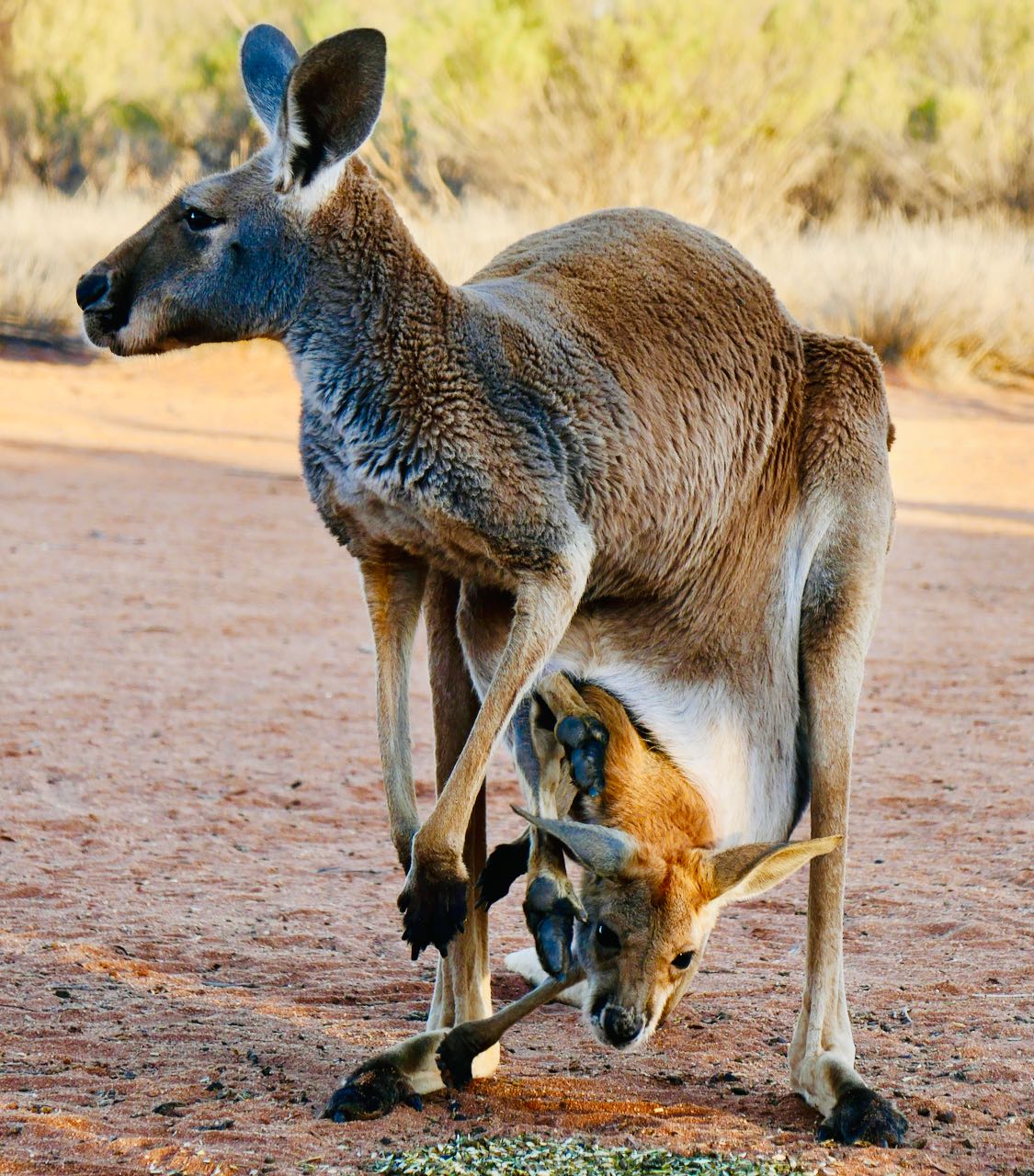 Kangaroo Sanctuary Sunset Tour Kangaroo mor med kenguru baby