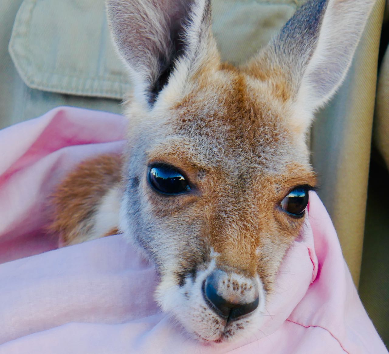 Kangaroo Sanctuary Sunset Tour Joey kenguru baby