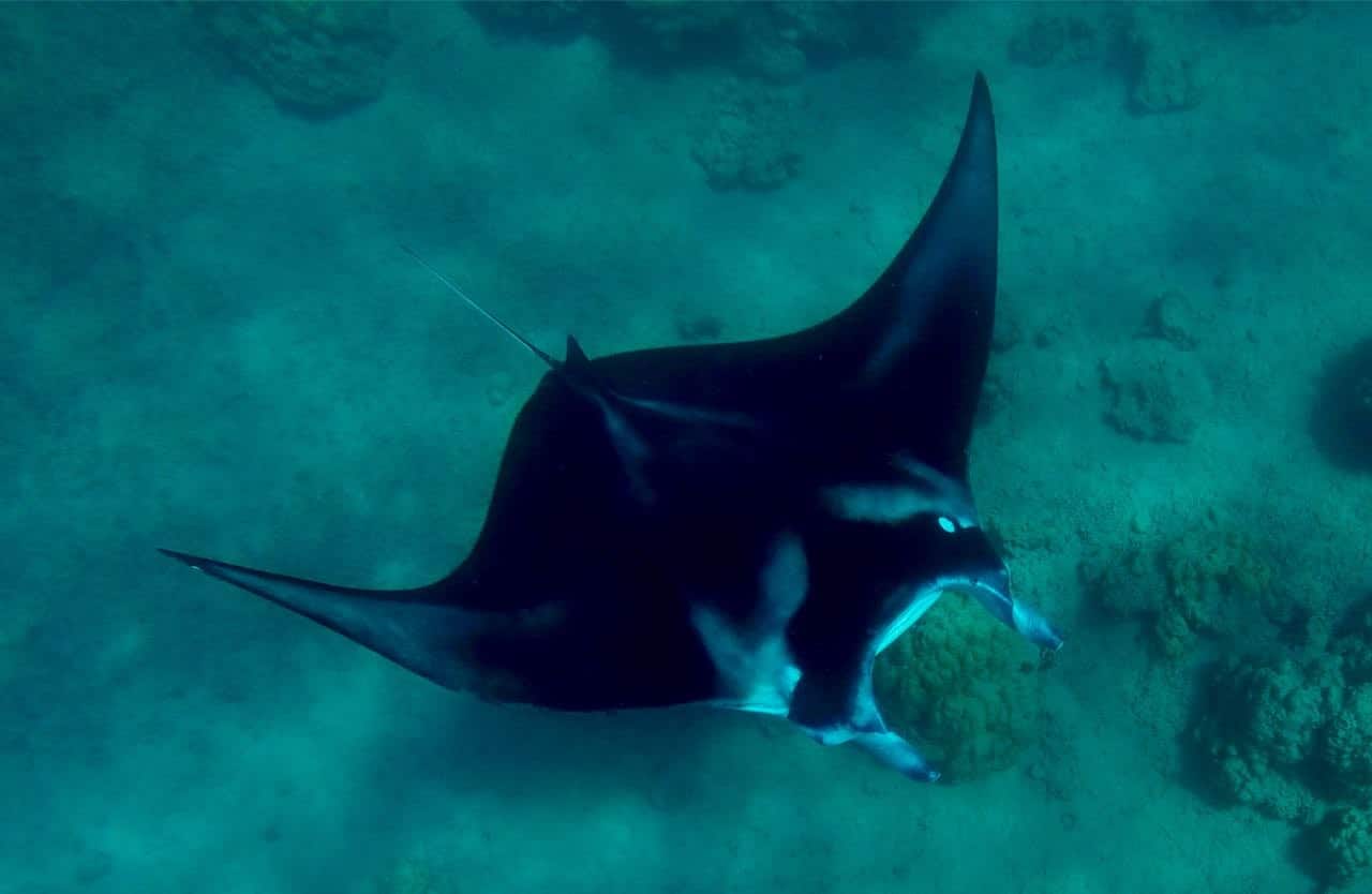 Manta-ray Bora Bora Snorkeling