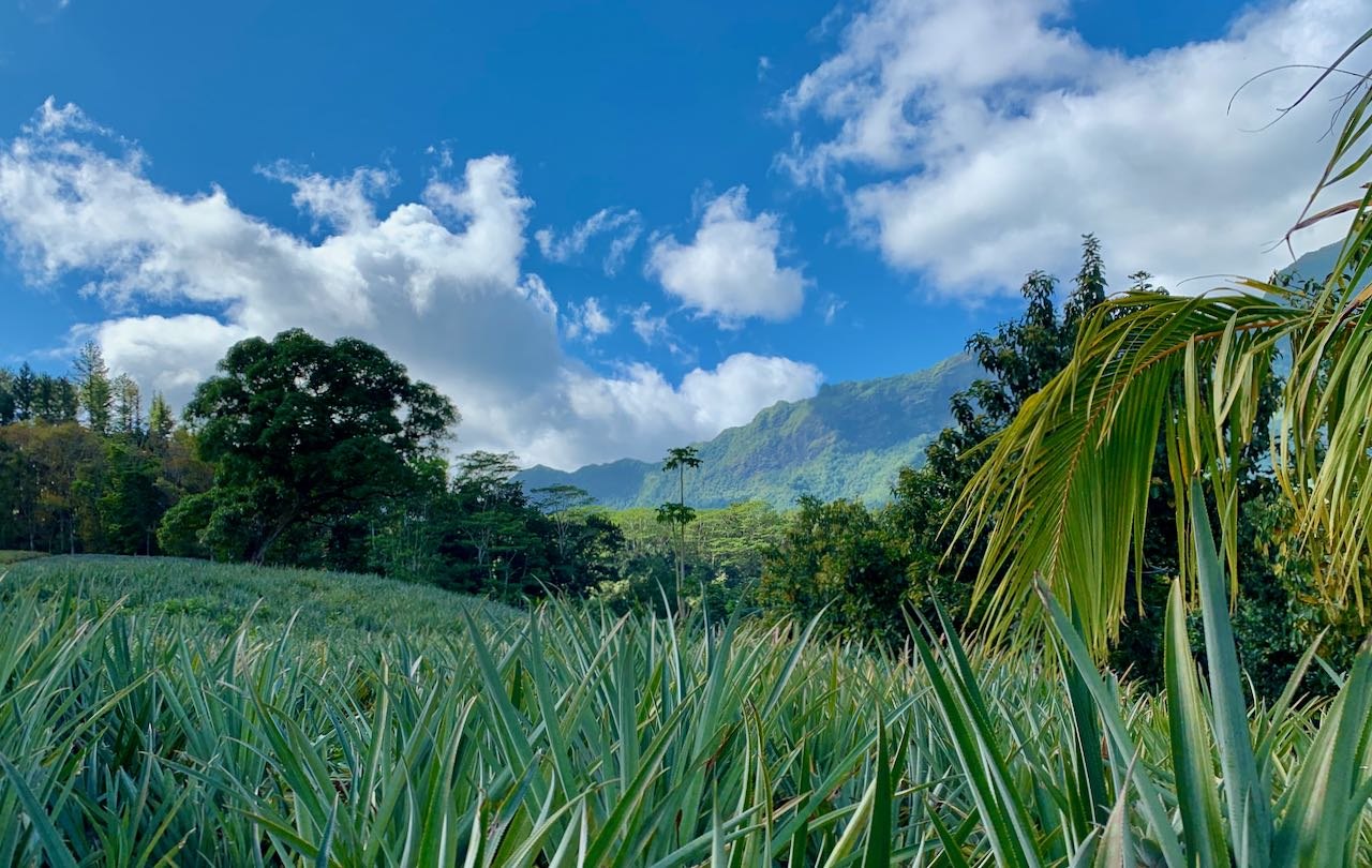 Ananas Plantation Moorea French Polynesia