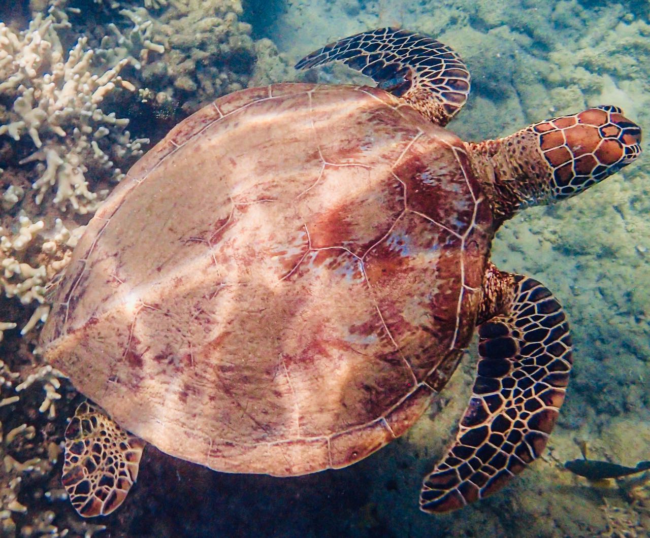 Snorkeling Great Barrier Reef Sea Turtle