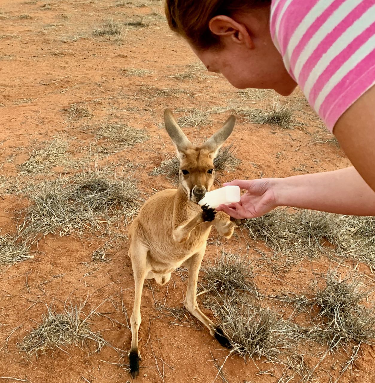 Giving milk to a Kangaroo at the Kangaroo Sanctuary Alice Springs 