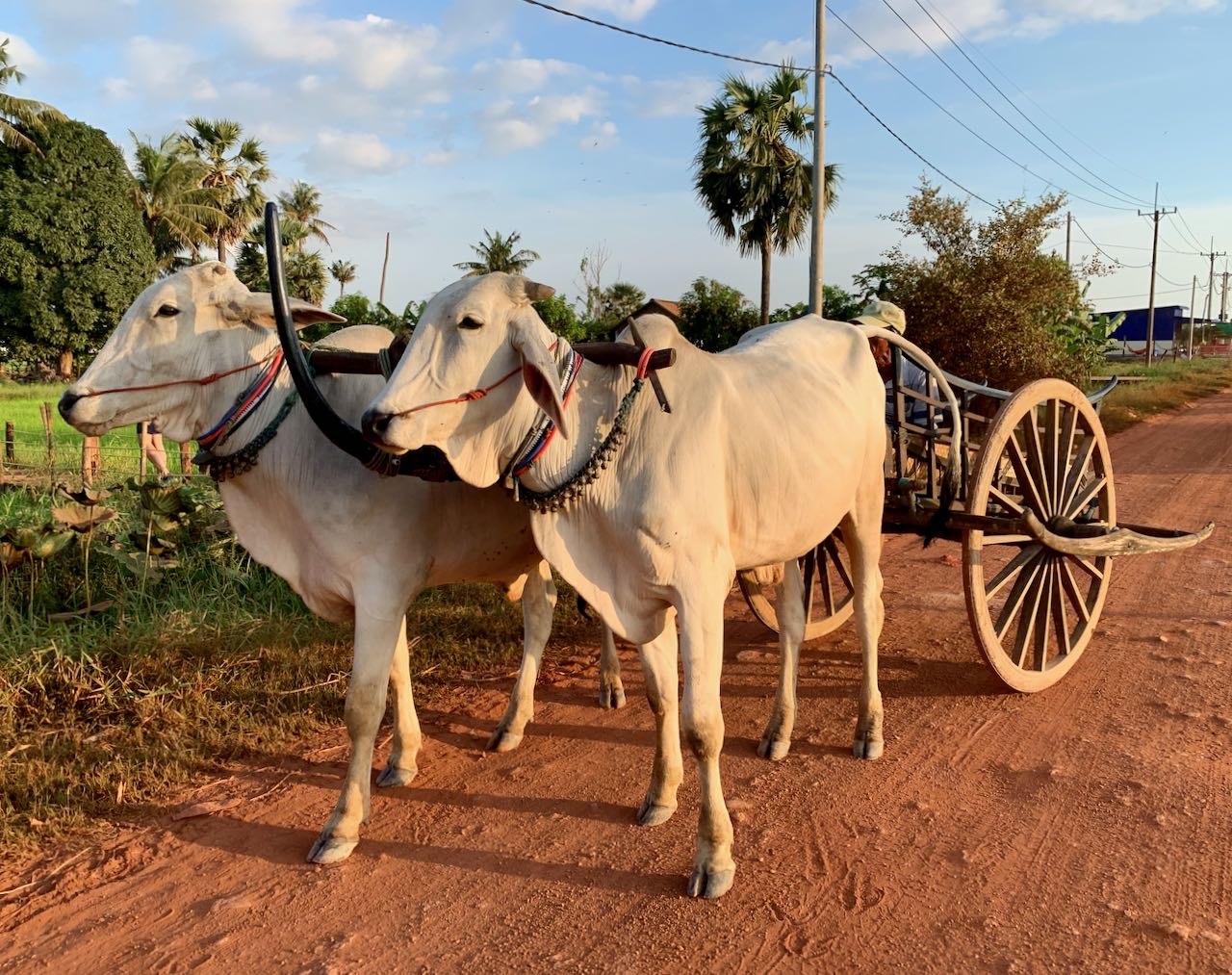 Ox Cart Adventure Siem Reap Cambodia