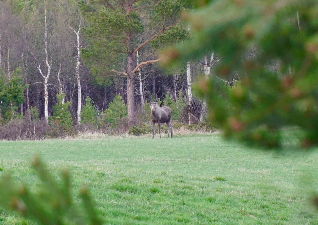 Elgsafari på Elsykkel Dovre