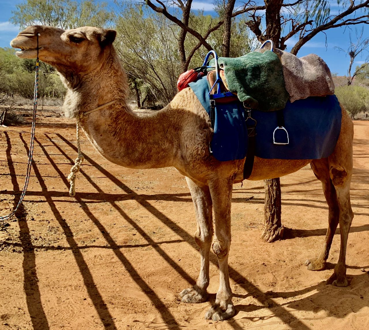 Camel Safari Alice Springs Australia