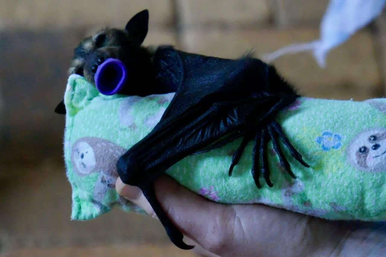 Baby bat Tolga Bat Hospital