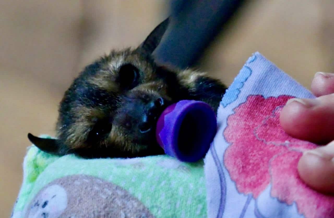 Baby bat with pacifier Tolga Bat Hospital