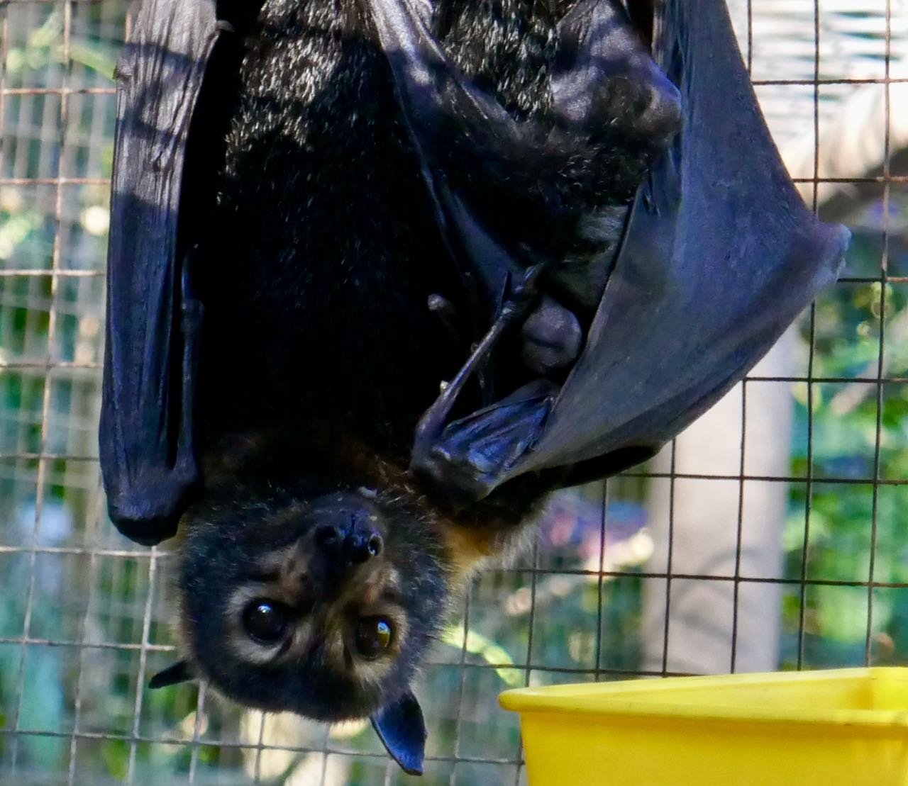 Flaggermus på Tolga Bat Hospital