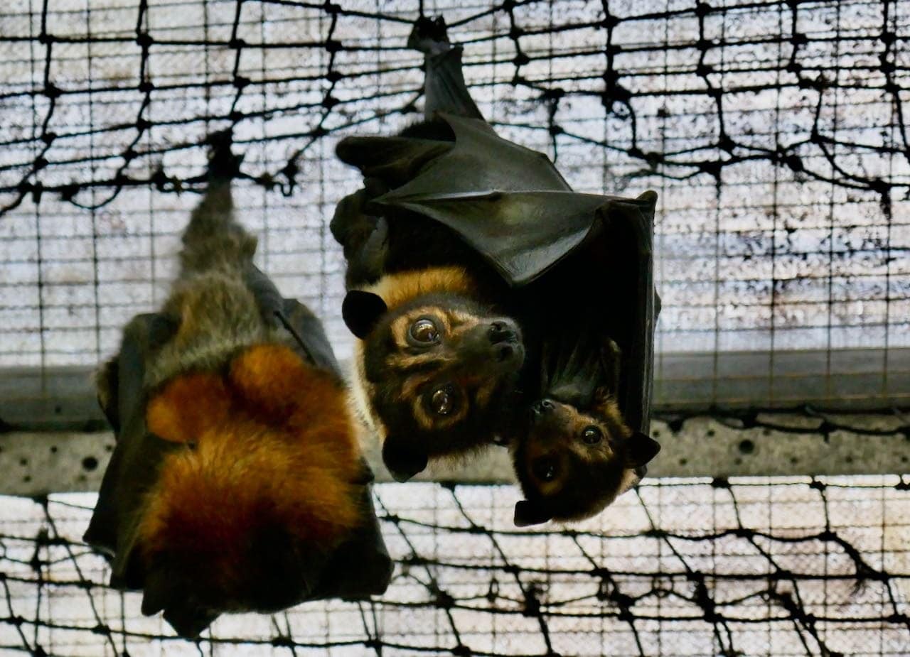 Bats at Tolga Bat Hospital