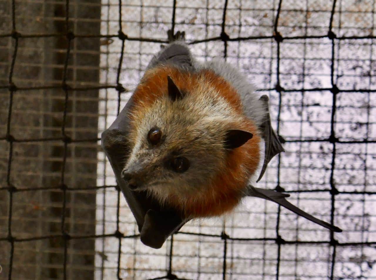 Flaggermus på Tolga Bat Hospital