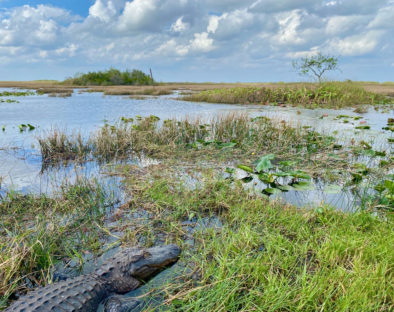 Alligator airboat tour Attractions and Places to Stop Along the Tamiami Trail/U.S. Highway 41