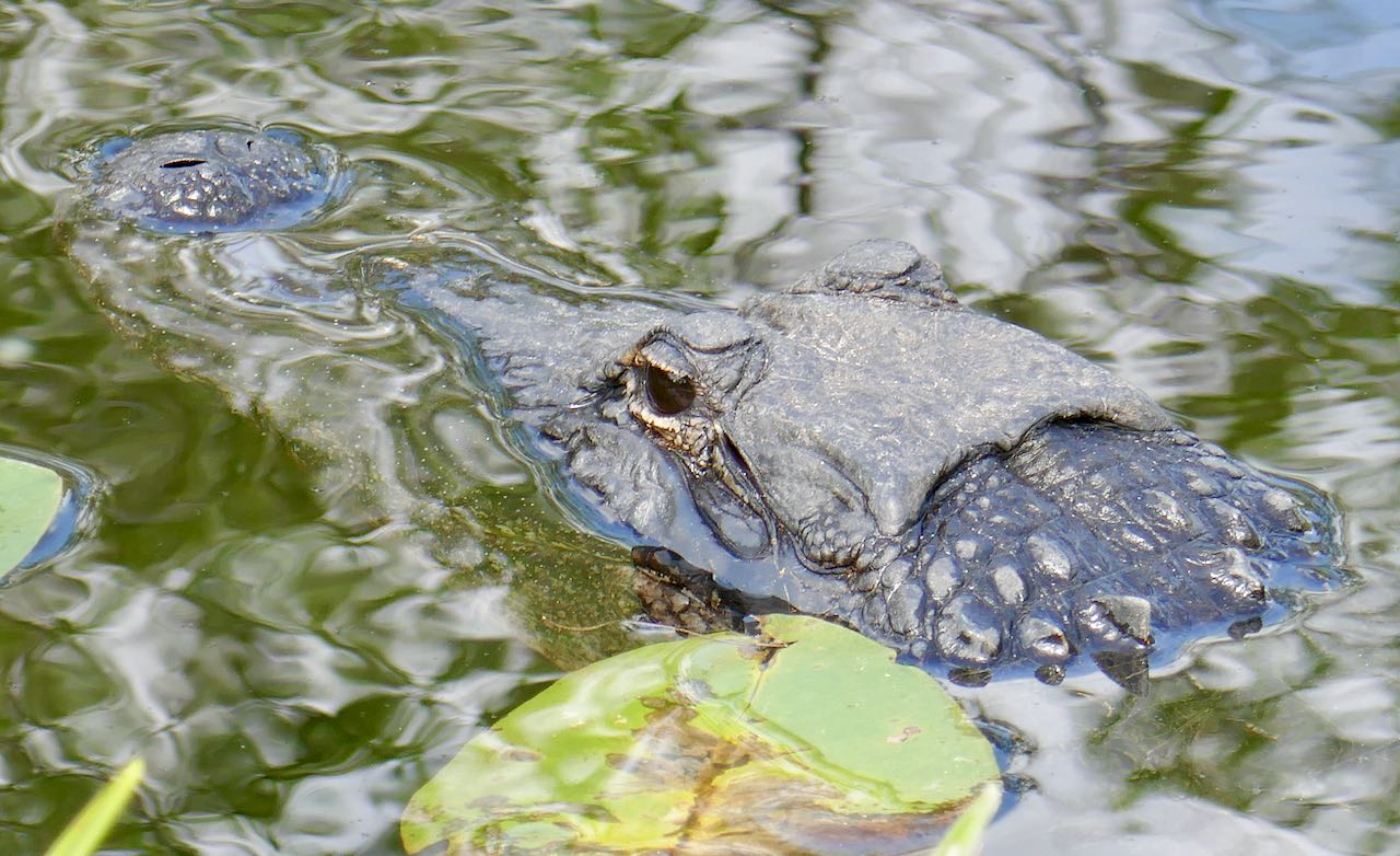 Alligator Shark Valley Everglades National Park 17 steder å stoppe langs Tamiami Trail/ U.S Highway 41