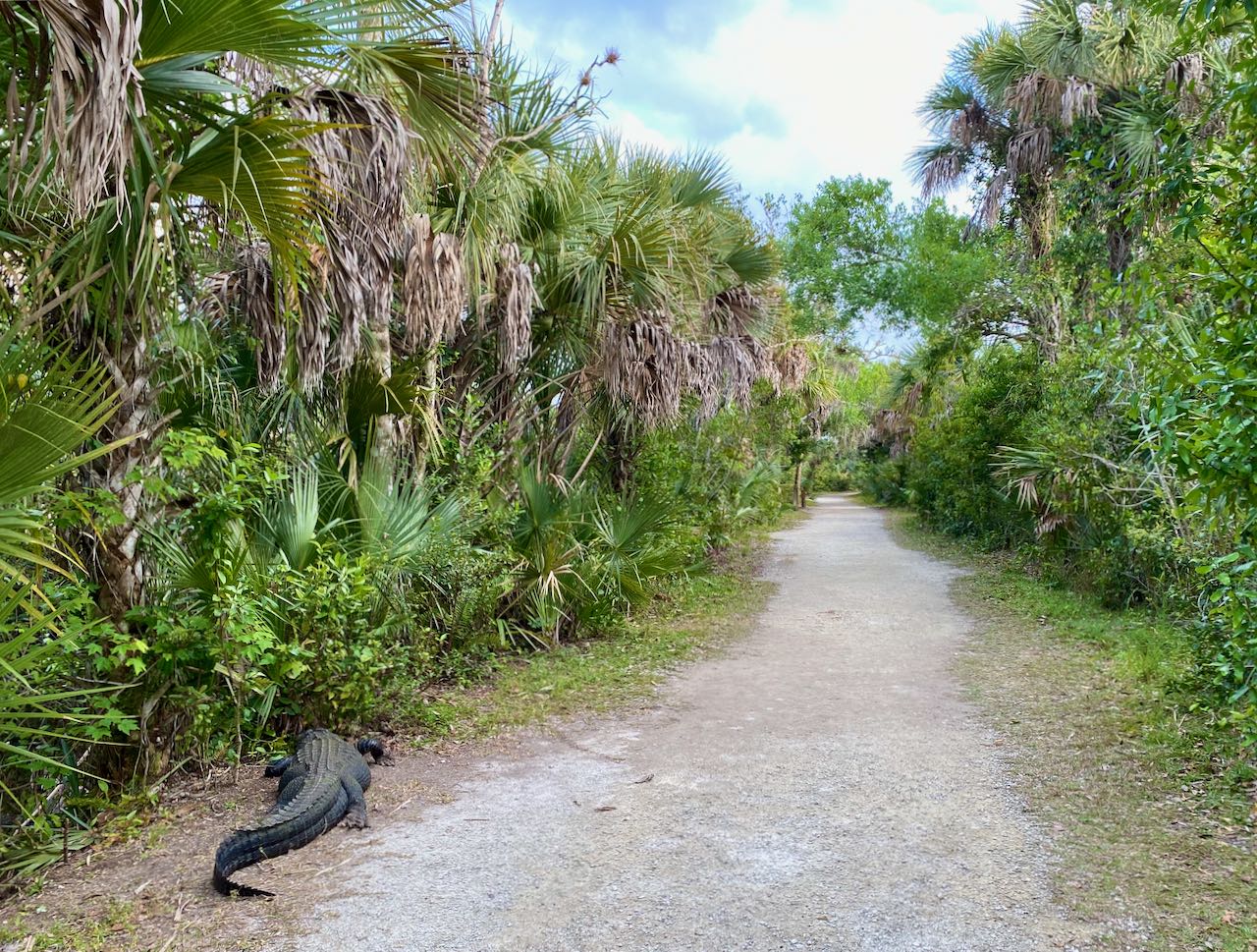Big Cypress Bend Boardwalk Attractions and Places to Stop Along the Tamiami Trail/U.S. Highway 41