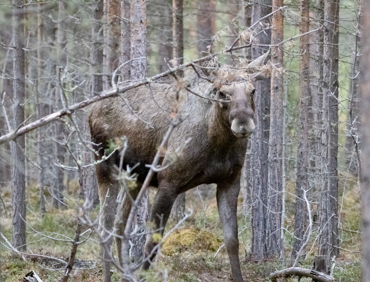 Moose Safari Dovre 33 travel tips Norway