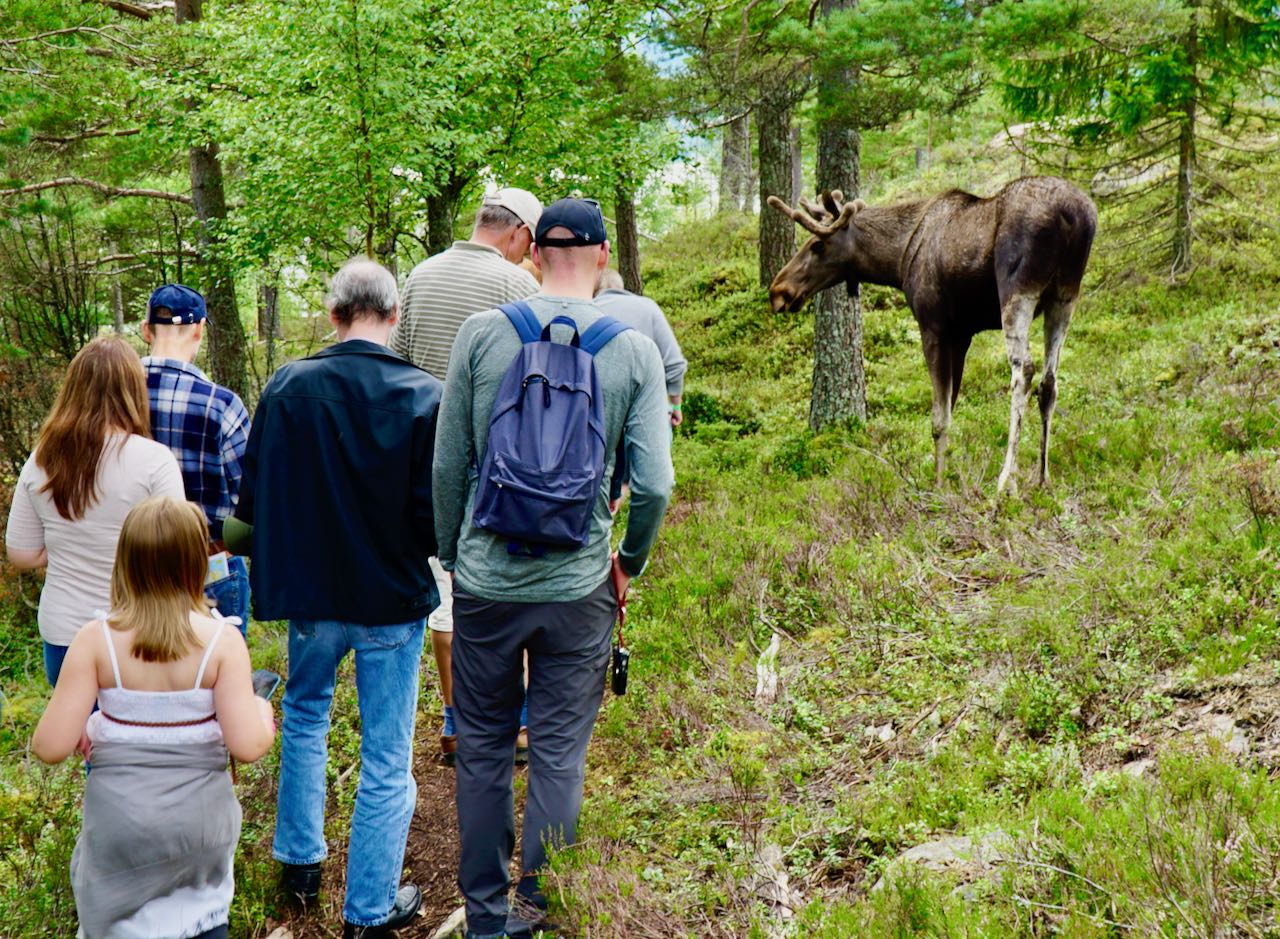 Elgtun 33 tips til Norgesferien