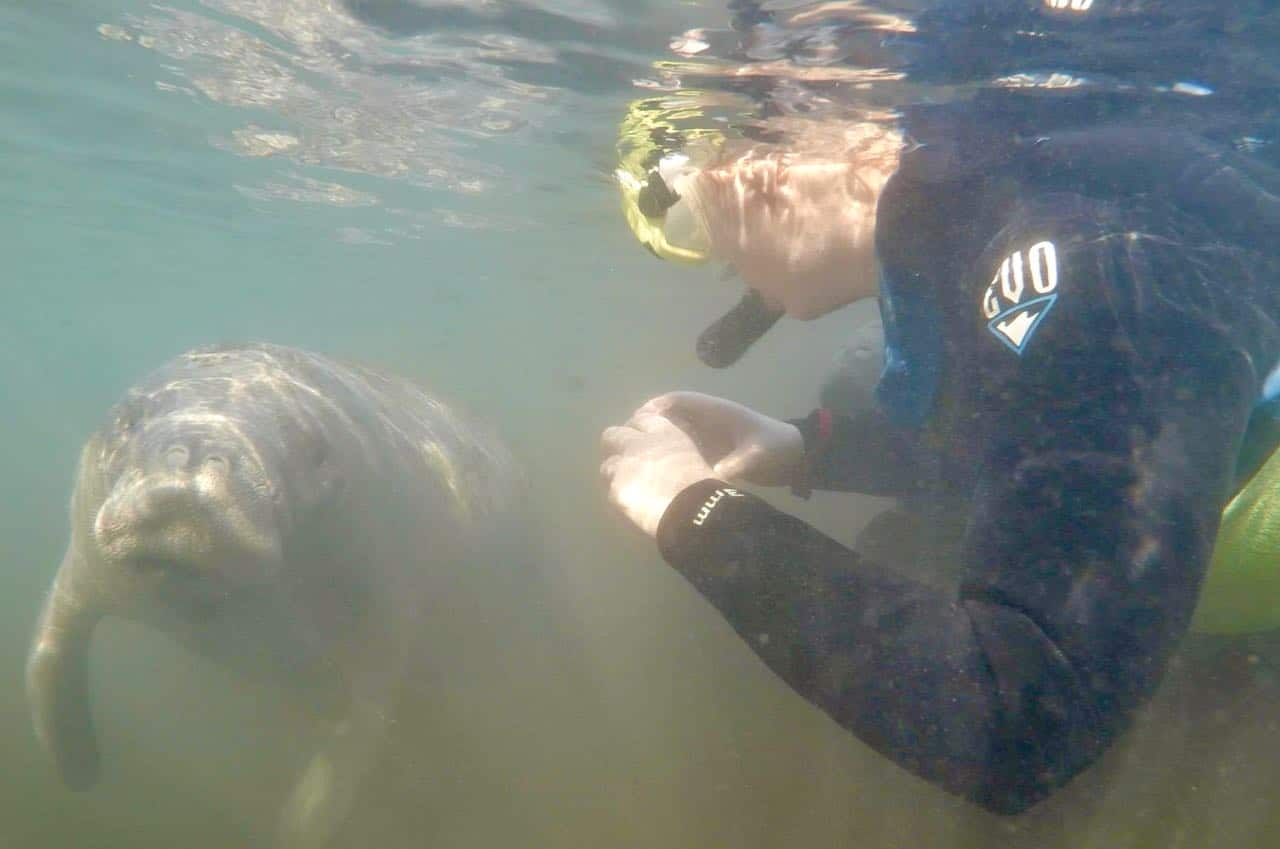 Manatees in Homosassa Springs A Review of Mellow Mangrove Charters