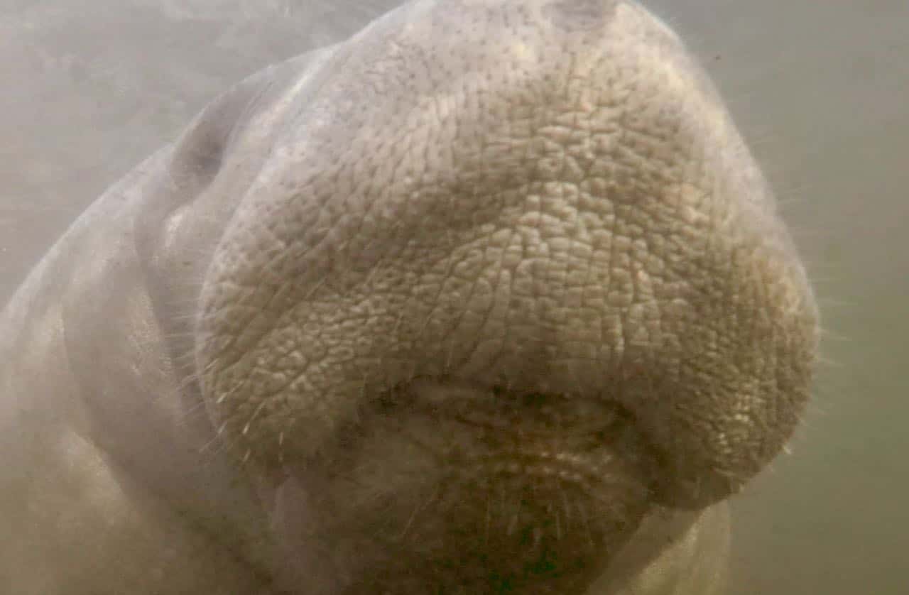 Manatee in Homosassa Springs