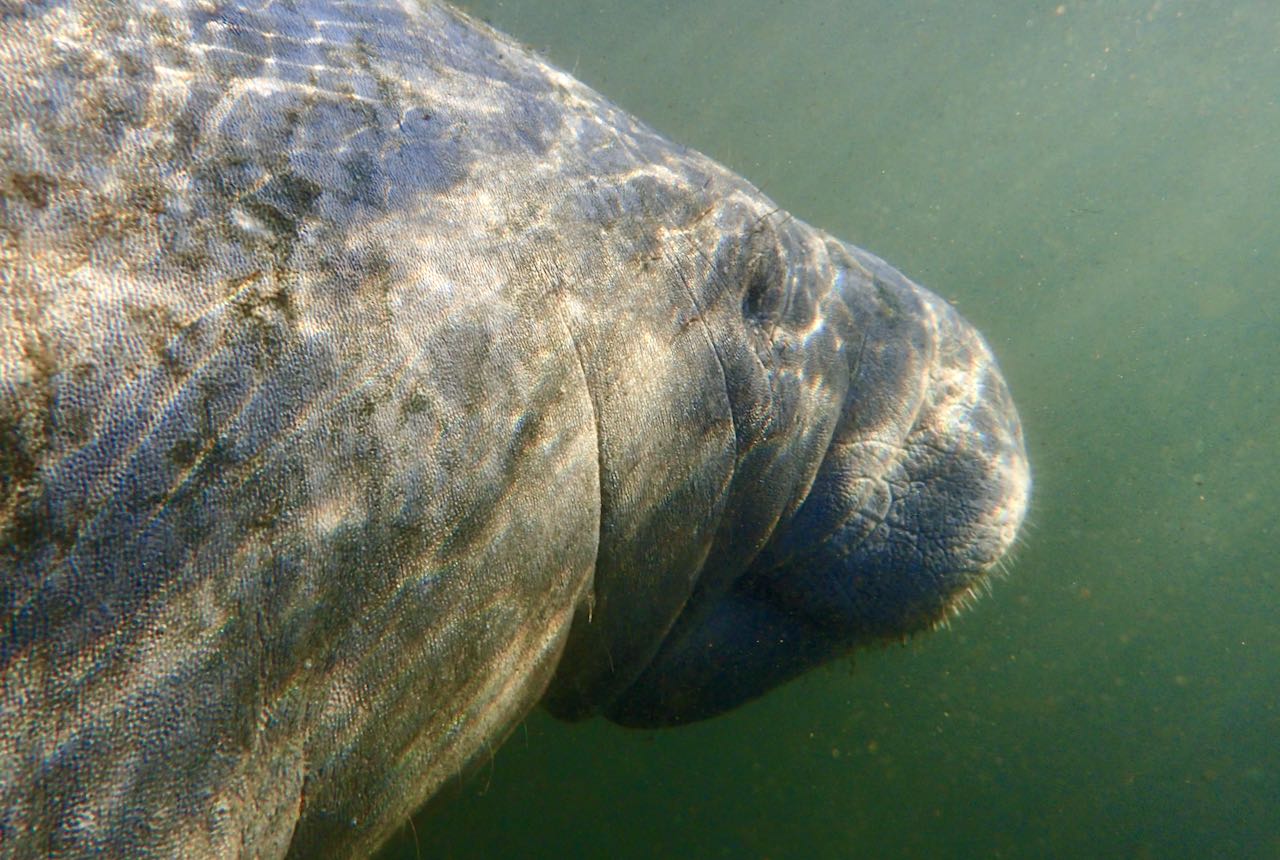 Svømme med sjøkuer: En omtale av Mellow Mangrove Charters