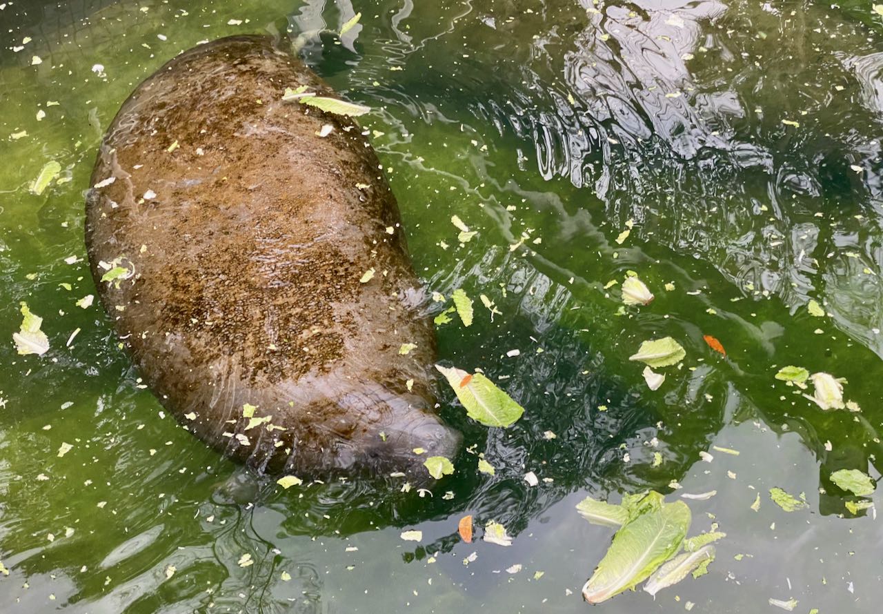 Manatees in Crystal River