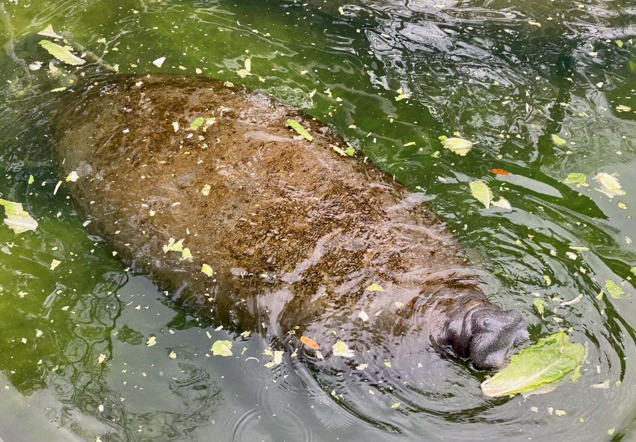 Manatees in Crystal River