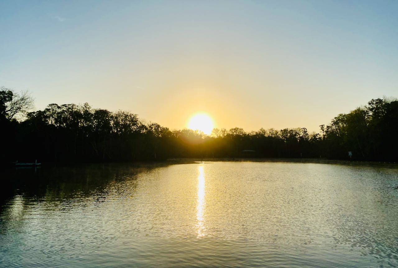 Homosassa River swimming with Manatees A Review of Mellow Mangrove Charters