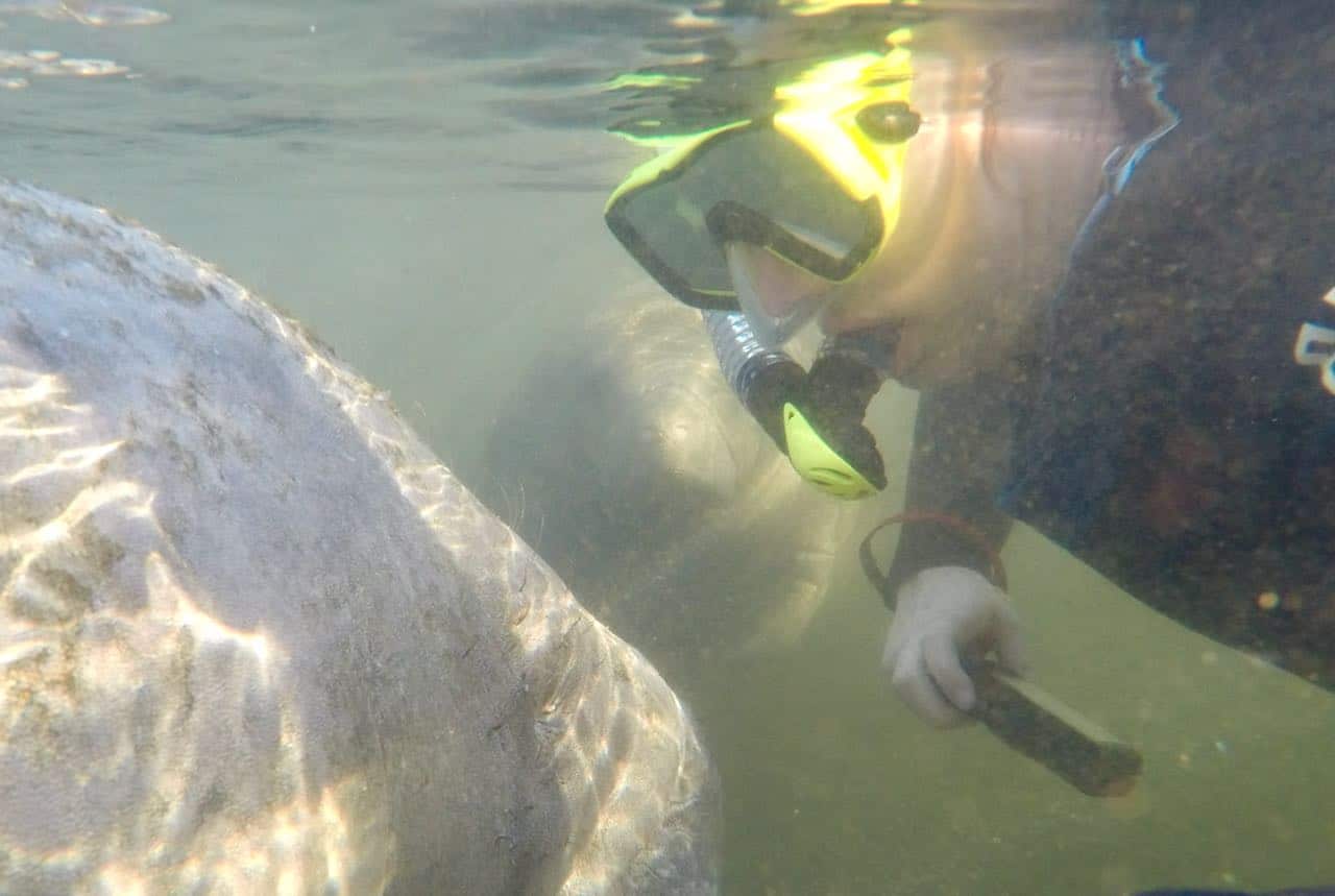 Sjøkuer i Homosassa Springs