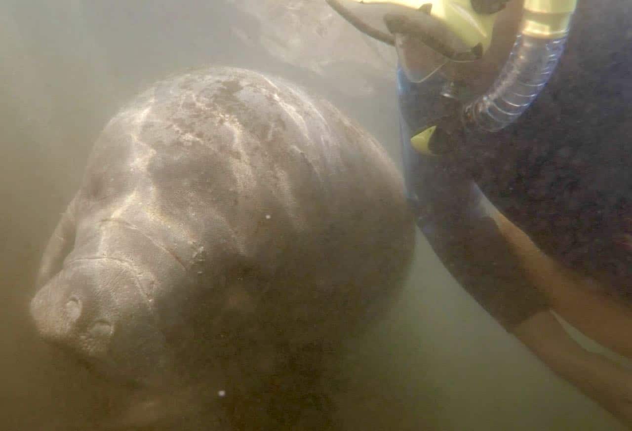 Manatees in Homosassa Springs A Review of Mellow Mangrove Charters