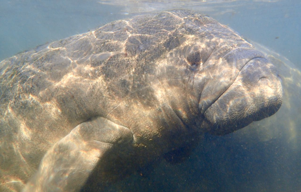 Manatees in Homosassa Springs A Review of Mellow Mangrove Charters