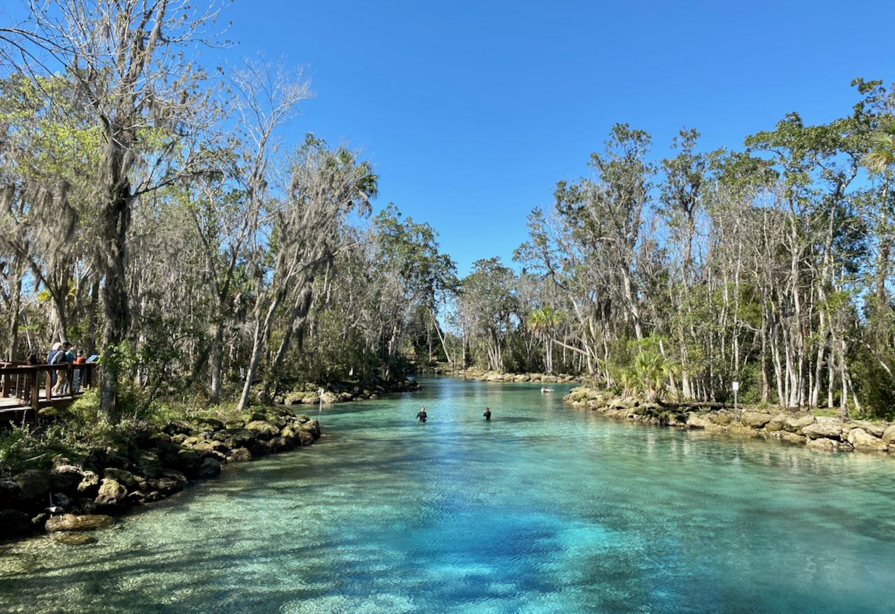 Manatees in Crystal River