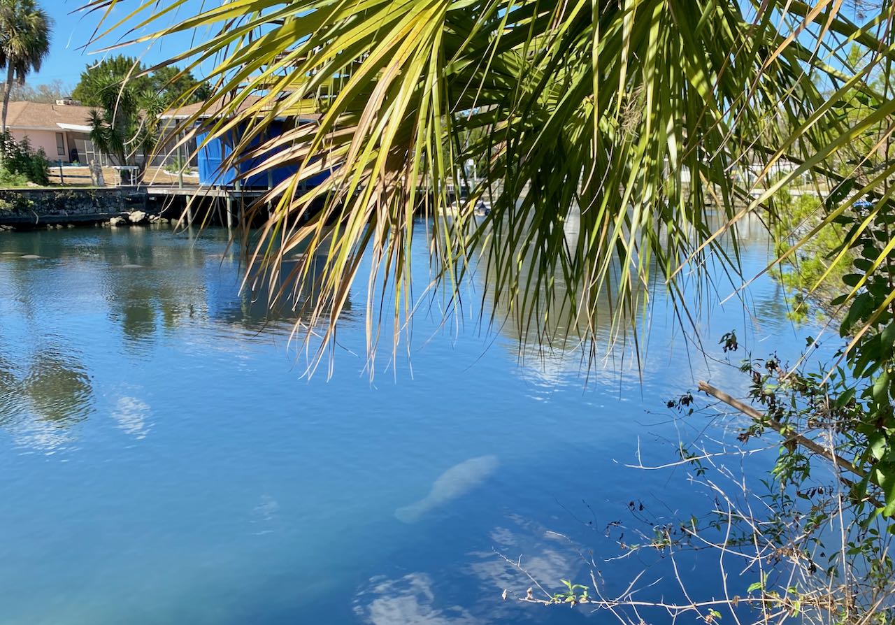 Manatees in Crystal River