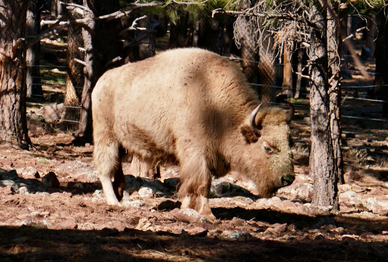 Bison in Bearizona