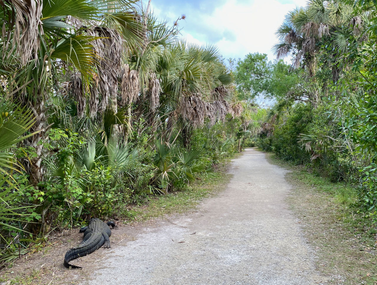 Alligator Tamiami Trail U.S Highway 41