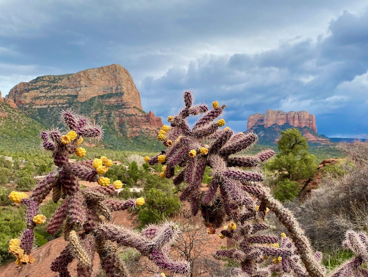 Kaktus Sedona