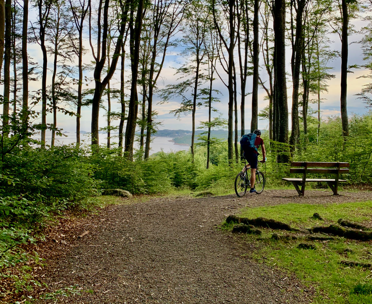 The Beech Tree Forest Larvik