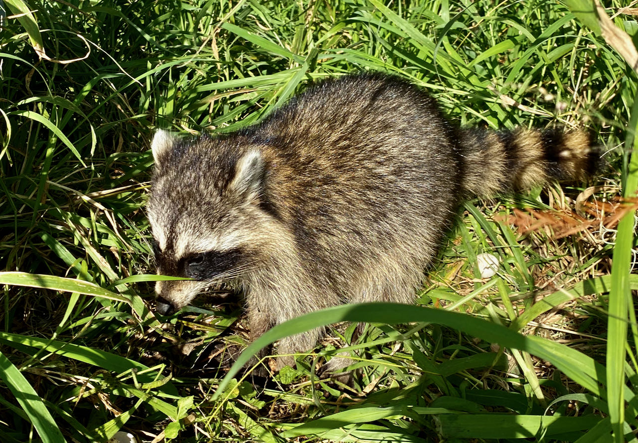 Racoon Circle B Bar Reserve Lakeland Florida