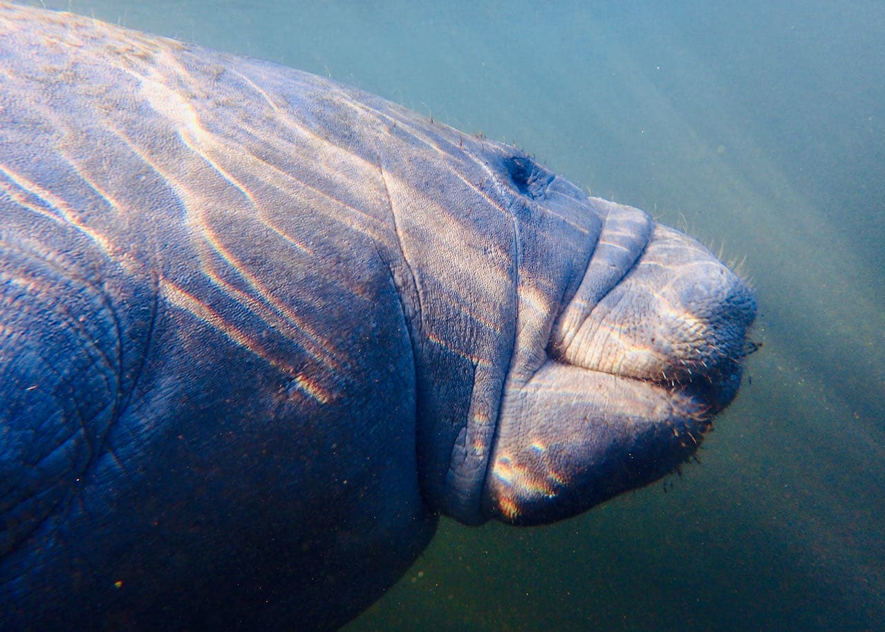 Manatee Homosassa Springs