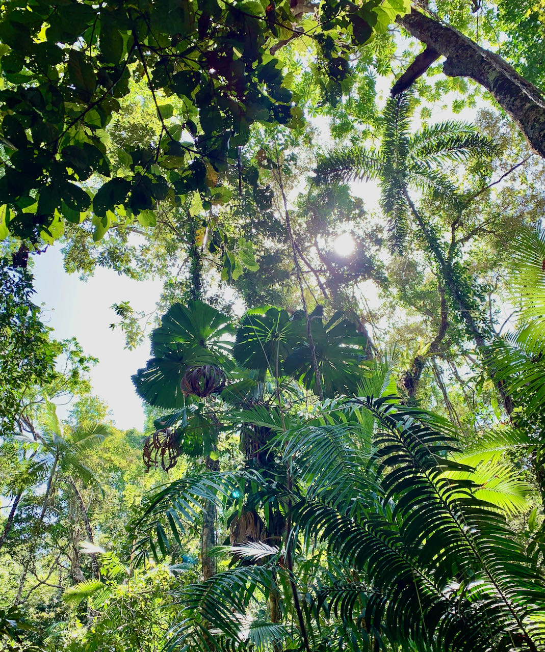 Jindalba Boardwalk Company Dagstur til Cape Tribulation