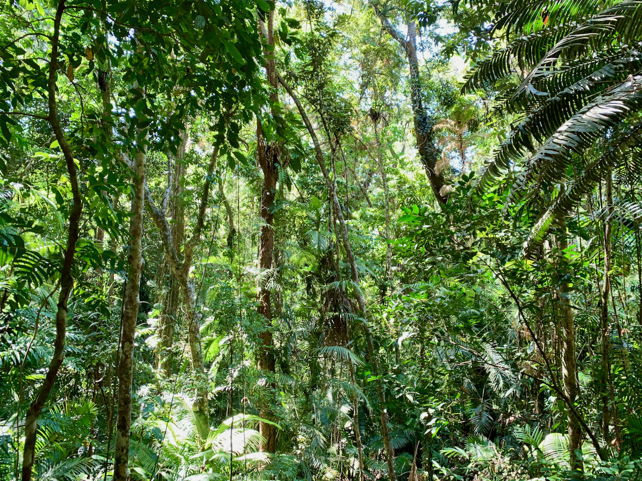 Daintree Rainforest Dagstur til Cape Tribulation