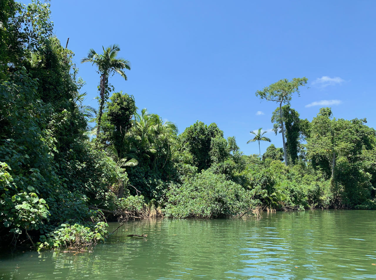 Daintree River Dagstur til Cape Tribulation