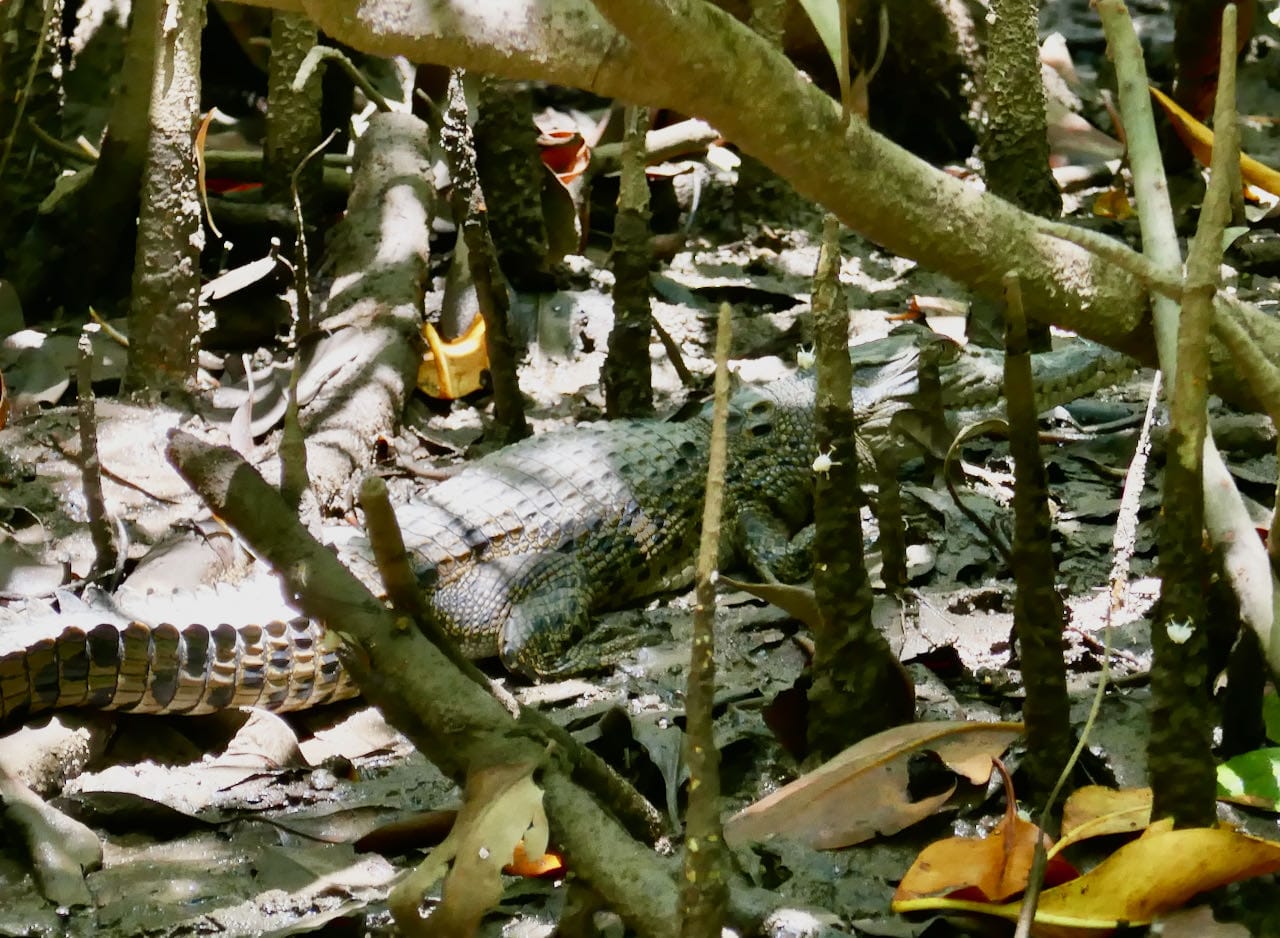 Baby crocodile Daintree River Self-Drive Day Trip to Cape Tribulation