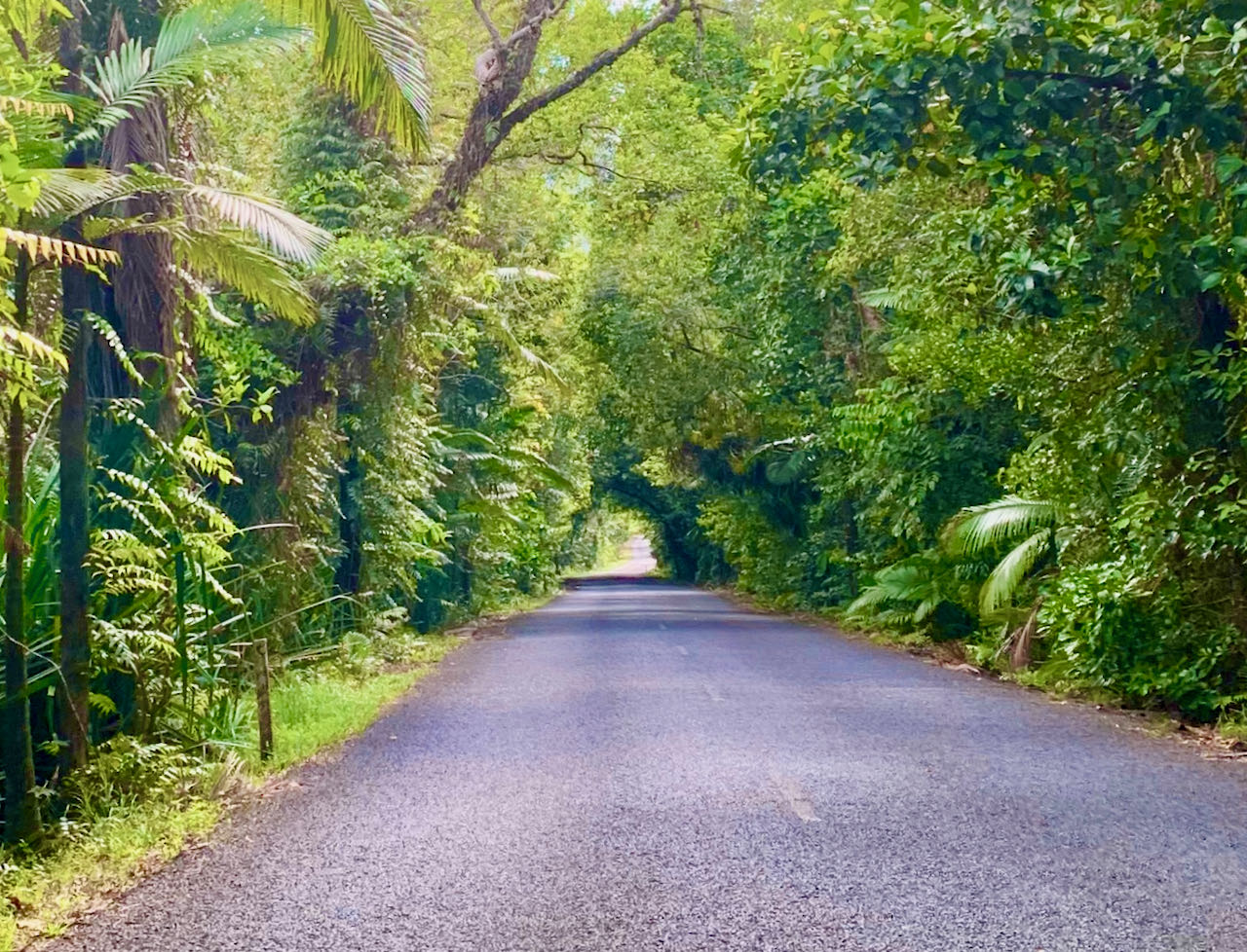 Dagstur til Cape Tribulation