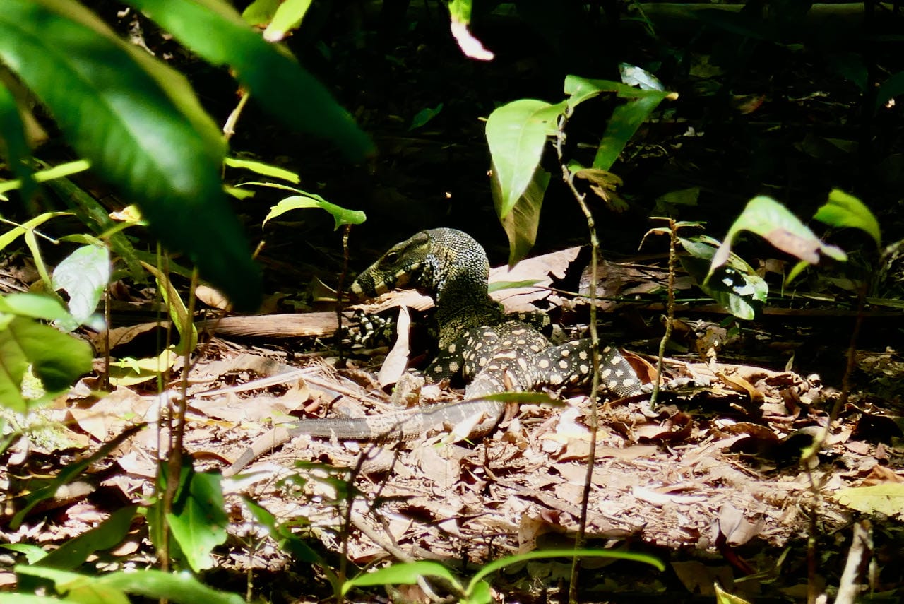 Lace Monitor Lizard Madja Boardwalk Self-Drive Day Trip to Cape Tribulation