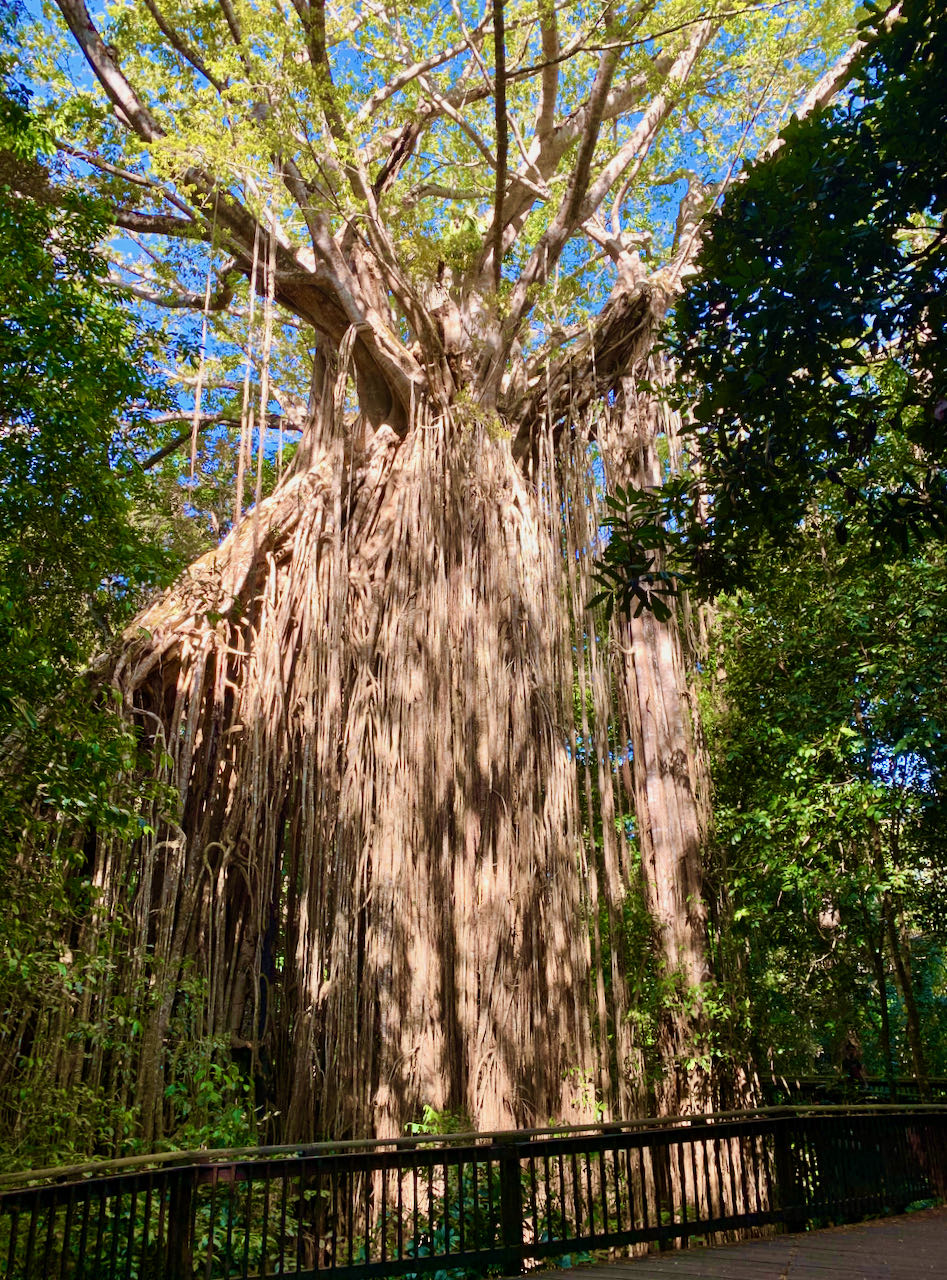 Ciarns Road Trip Curtain Fig National Park