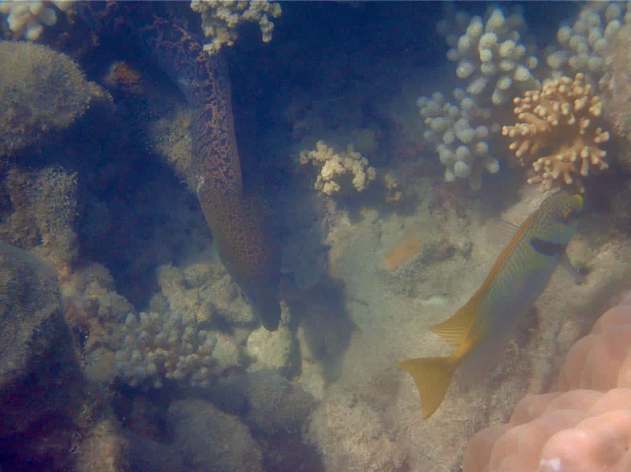 Cairns Road Trip Reef Sprinter Snorkeling Great Barrier Reef