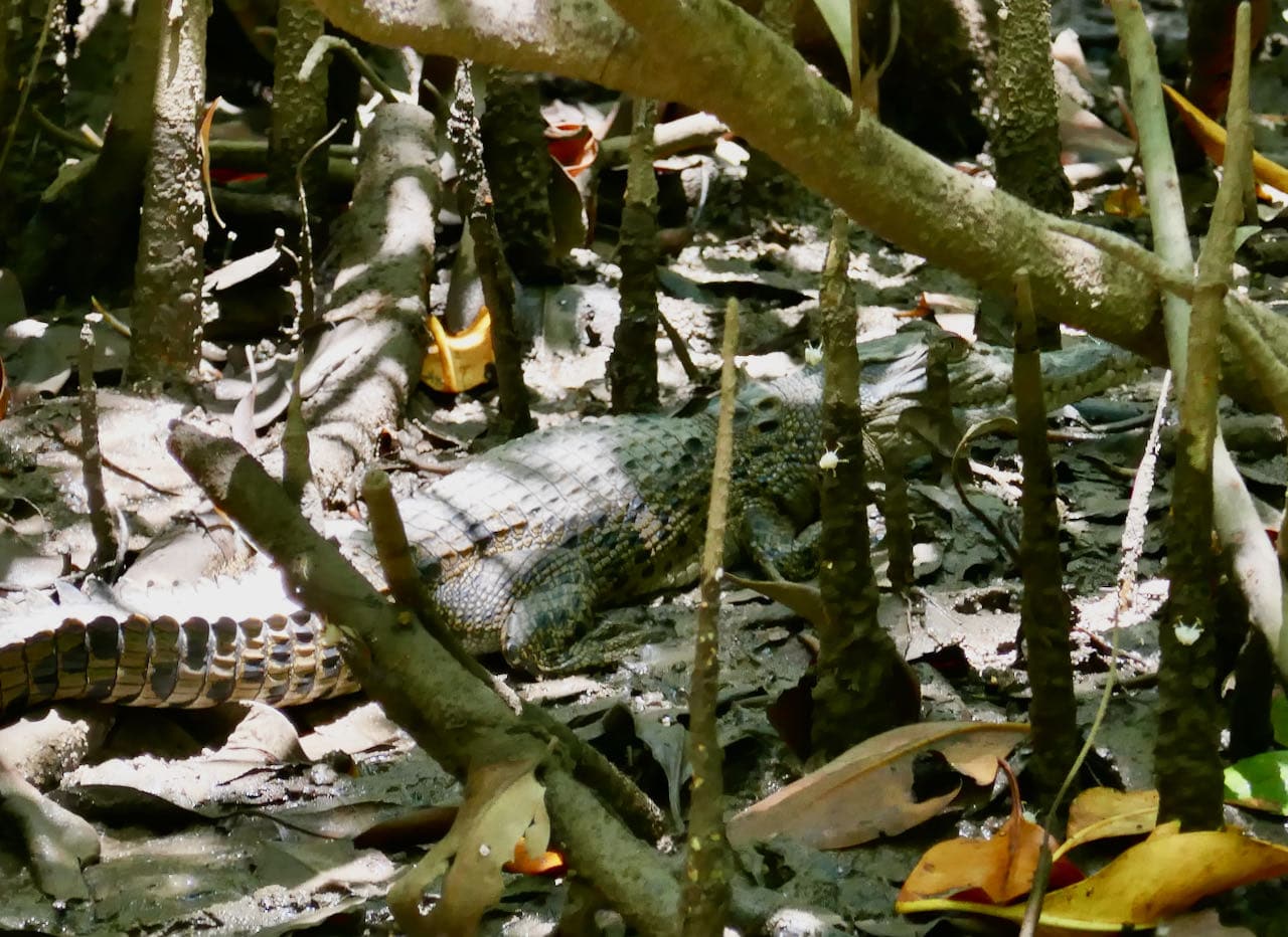 Baby Crocodile Cairns Road Trip Cruise Daintree River Solar Whisperer