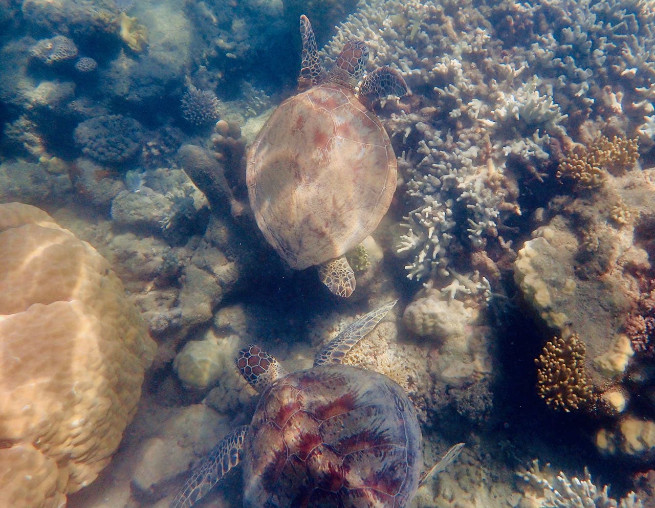 Cairns Road Trip Reef Sprinter Snorkeling Great Barrier Reef