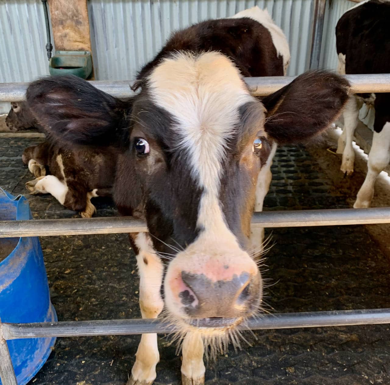 Cairns Road Trip Gallo Dairyland