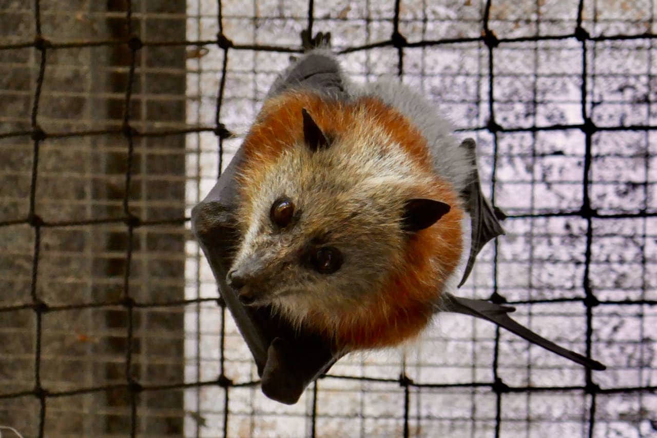 Bilferie Cairns Tolga Bat Hospital