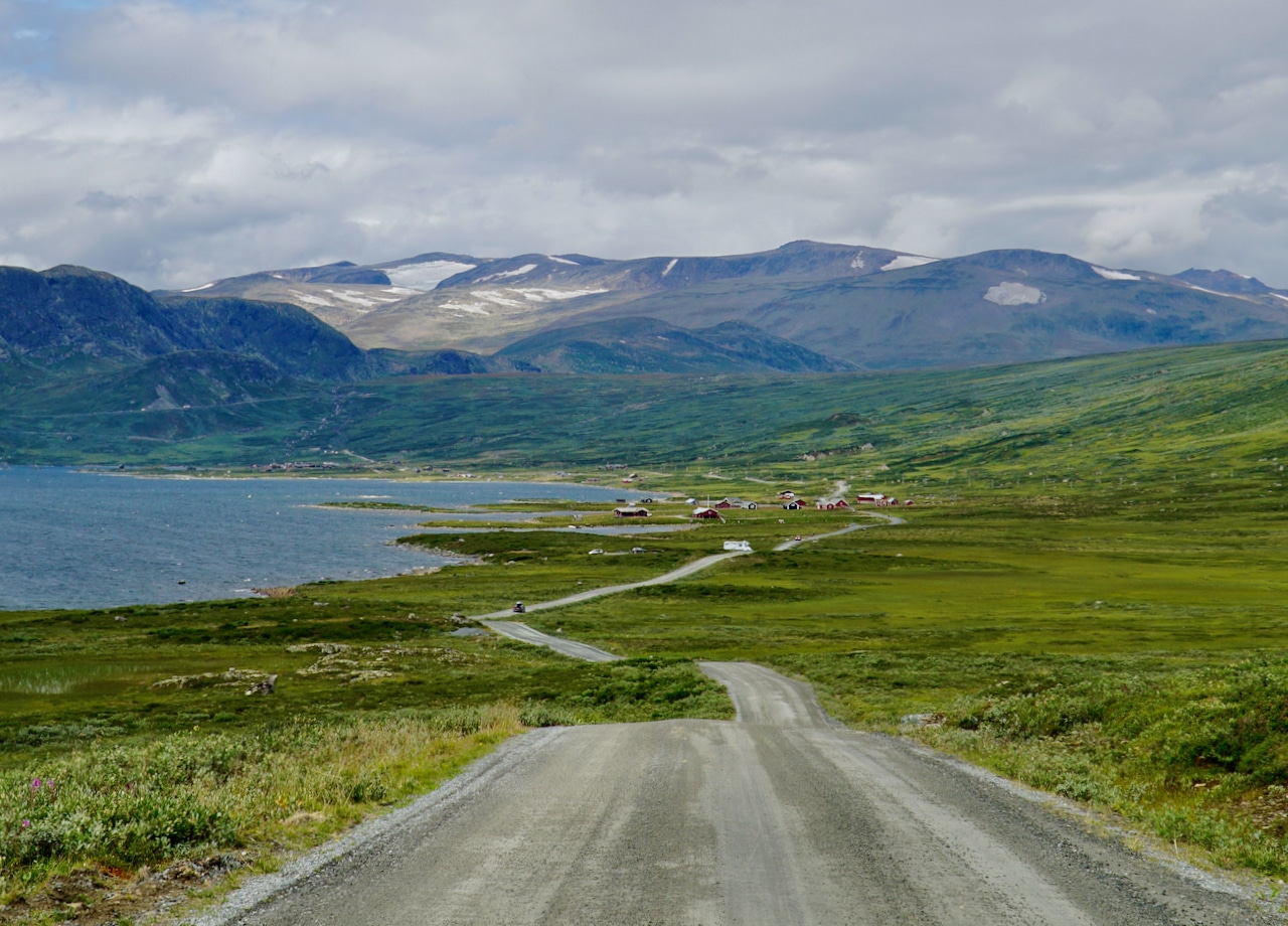 JOTUNHEIMVEGEN (Norwegian Scenic Route Valdresflye): Along Jotunheimsvegen road you will most likely meet more cows than cars.